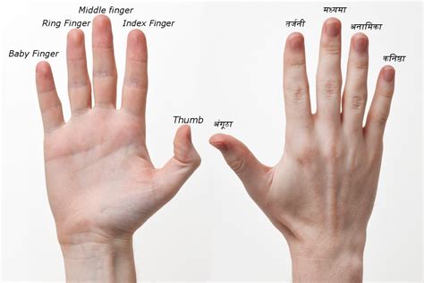 They are close relatives but. Fingers Name in Hindi and English | उंगलियों के नाम