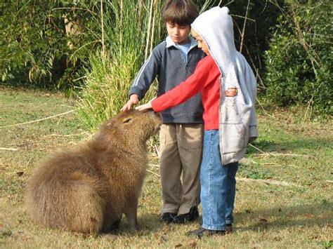 De veterinaria para resaltar que no son mascotas y recordar que la caza ilegal está penada por ley. ¿Se puede o no se puede adoptar un carpincho como mascota?