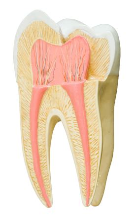 A crown can be applied to a tooth in more serious cases of weak enamel. How to Tell if You Have Weak Enamel | Walker Dental ...