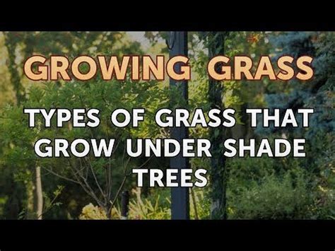 Grass growing under trees should be allowed to grow about an inch longer than grass that's not in a shaded area. Types of Grass That Grow Under Shade Trees - YouTube