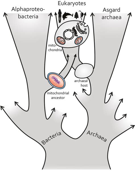 Eukaryotic cell five of animal origin. Researchers redefine the origin of the cellular powerhouse