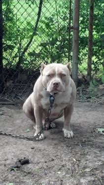 We not only breed for the overall xl bully look of the dog, but an easy going temperament, a stable personality, and health & function are what we consider first and foremost in. Purple Fawn Bully Pit Bull Puppies for Sale for Sale in La ...