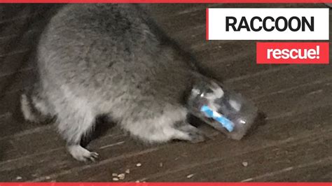 As of april 19, 2021, only 1,884 copies exist and it has been. Greedy Raccoon Rescued After Getting Head STUCK in a ...