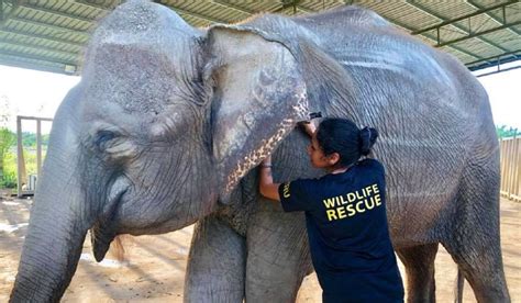 The rescue and translocation of these vulnerable animals is facilitated by the wildlife rescue unit established by dr. Poisoning Causes Over 50 Elephant Deaths In Last Decade In ...