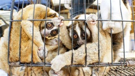 Here are 50 animals name. Indonesian lorises 'saved from sale on Facebook' - BBC News