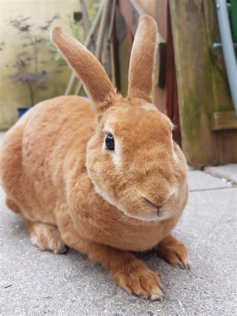 If you know of an animal subreddit that isn't on the list please message the mods and we'll. rabbits: the intelligent, loving, and often misunderstood pet