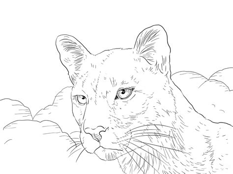 There are so many animal coloring pages here, that the more you print, the bigger your animal coloring book will be. Puma coloring pages to download and print for free