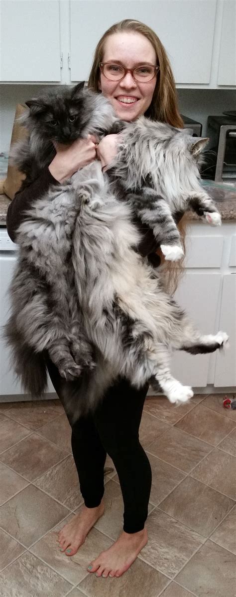 Norwegian Forest Cats! Loki and Odin | Norwegian forest ...