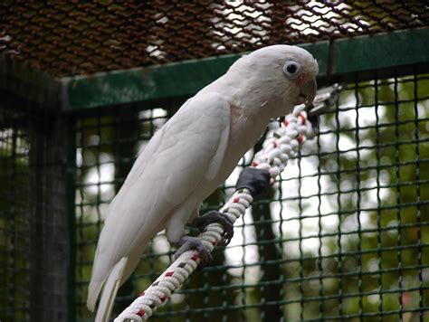 Goffin kakadu papağanı genel halleri goffin kakadu üreme. Goffin Kakadu