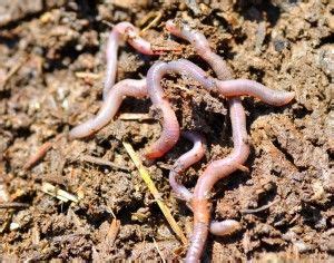 Making compost using worms only doesn't exist. Adding Worms To A Compost Pile - How To Attract Earthworms ...