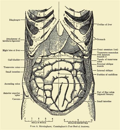 See more ideas about anatomy, human anatomy female, human anatomy. Abdomen Drawing - ReusableArt.com | Drawing themes ...