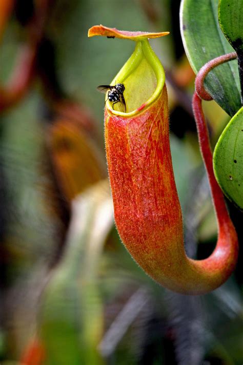Hubungi 081389289150 contoh gambar kaligrafi youtube. File:34 Kantong Semar Highland Rain Forest Papua-Indonesia ...