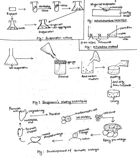 Check spelling or type a new query. Types of plant tissue culture - Online Biology Notes