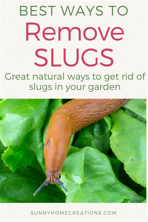 Small tonsil stones are hardly noticeable; Best ways to remove slugs from your garden. Some great ...