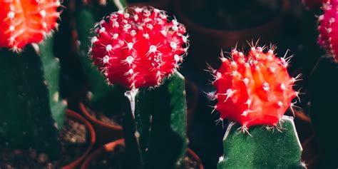 Lesen sie mehr über aufbau und funktion des gliedes! Mikropenis Behandlungsmöglichkeiten | Health Journal