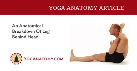 • precise anatomical analysis of classical asanas. Anatomy Ofsirsasana Pose / Parivrtta Janu Sirsasana ...