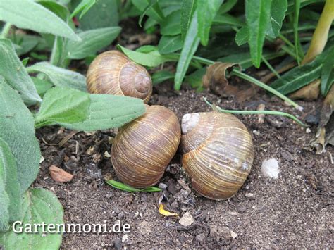 Die weinbergschnecke erweist sich, was die schädlingsbekämpfung betrifft, sogar als äußerst nützlich, da sie die eier der lästigen nacktschnecken frisst. Igel, Frösche, Kröten und Weinbergschnecken sind Nützlinge ...