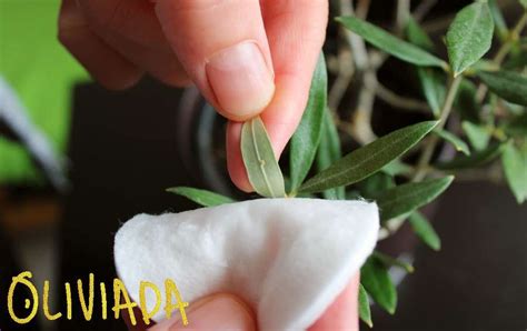 Rid all termite & pest. Remove Scale Insects On Olive Trees In Pots | 2 Useful Ways