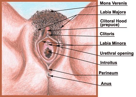 From your smile, to your abs, down to your butt, here are the top 10 male body body parts women love. Genitalia, female external. Causes, symptoms, treatment ...