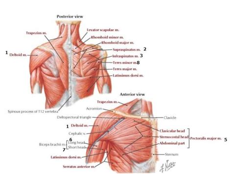 Zygote body is a free online 3d anatomy atlas. Best Shoulder Workout - Todd Lee M.D.