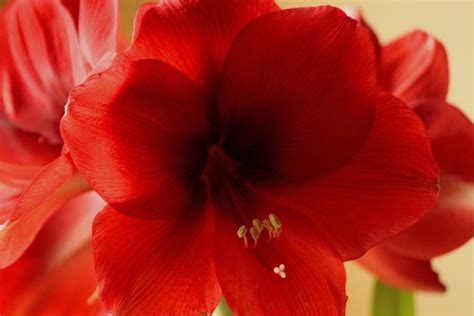 See 124 traveler reviews, 122 candid photos, and great deals for red lion inn and suites boise airport, ranked #33 of 63 hotels in boise and rated 4 of 5 at tripadvisor. Red Lion Amaryllis Photograph by Christopher J Kirby