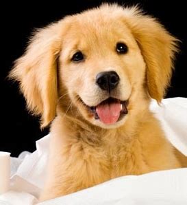 Signs that your puppy needs to eliminate. Puppy Prep School - In-Home Head-Start Puppy Training ...