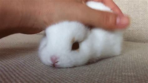 The possibility of the cat eating the lil bunny terrifies me Rabbit GIF - Find & Share on GIPHY