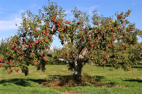 380 31 apple merah apel merah. 26+ Gambar Pohon Apel Lengkap - Richi Wallpaper