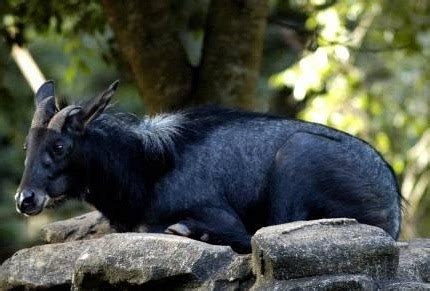 Minyak kambing gurun produk untuk lelaki Kambing Gurun Capricornis sumatrensis (Bechstein) Serow ...