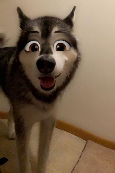 The 'which disney character are you' instagram stories filter, created by @arnopartissimo, is all the rage. Use this new Snapchat Filter that makes your pet look like ...