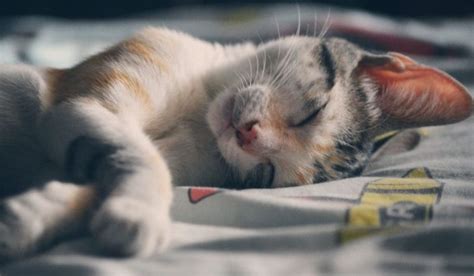 It varies among xanax users. Should You Give Your Cat Travel Sedatives - The Frisky