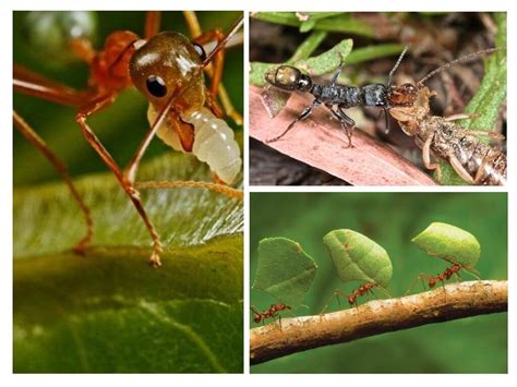 Doch warum ist das kleine insekt, das für gewöhnlich zu Waldameisen im Garten profitieren und schaden