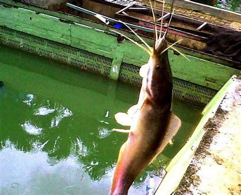Cara memancing kakap putih di laut di video kali ini papa barra menjawab banyak pertanyaan dari. Umpan Jitu Mancing Ikan Lele Harian Paling Ampuh Sekarang Ini