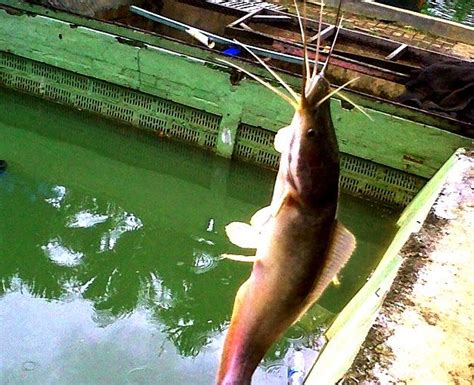 Mancing ikan kakap putih atau barramundi besar di sungai dengan menggunakan umpan udang hidup. Umpan Jitu Mancing Ikan Lele Harian Paling Ampuh Sekarang Ini