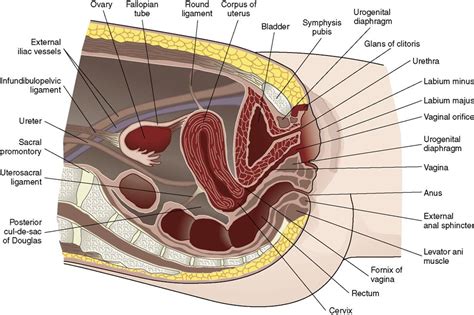 Maybe you would like to learn more about one of these? 2. Reproductive Anatomy and Physiology | Nurse Key