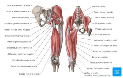 Pictures of spinal cord anatomy and injuries; How to learn all muscles with quizzes and labeled diagrams | Muscle diagram, Thigh muscle ...