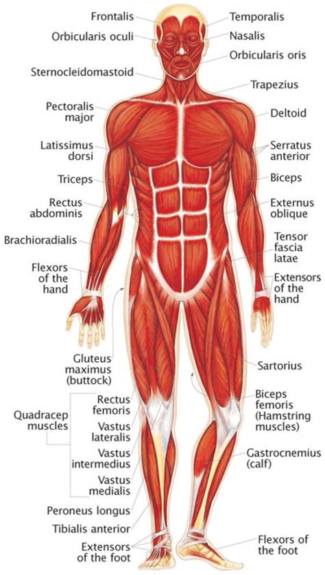 The center part of the body is often referred to as the core and houses most major organ systems. The Human Muscular System | Human muscular system, Medical ...