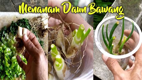Kunci dari cara menanam bawang putih di polybag yang berhasil ada pada pemilihan umbi bawang putihnya. Cara mudah menanam Daun Bawang dengan mudah - Praktek #05 ...