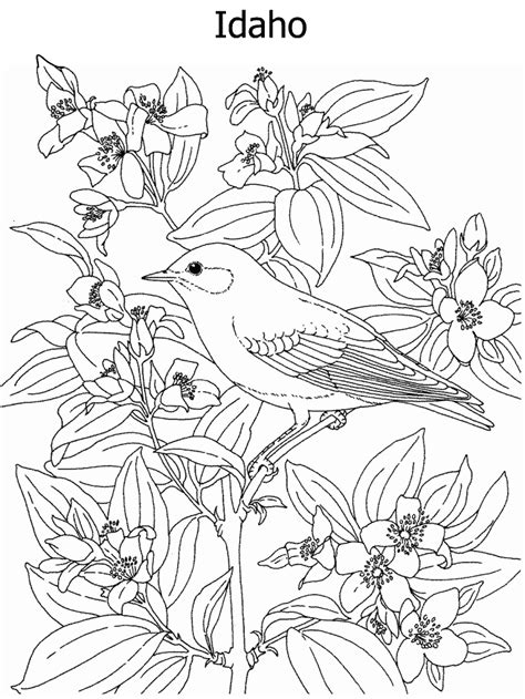 Male bluebirds are a pale sky blue over most of their body, darker on their back. State Flower and State Bird coloring page