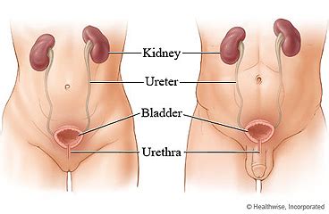 Sexually fluid is not bisexual many people who don't understand what sexually fluid means automatically assumes they're bisexual. Learning About Your Urinary System | HealthLink BC