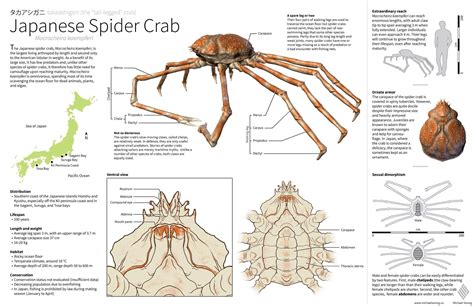 There is a story about the crabs; Pin by Hanna Kailani on Art in 2020 | Crab, Animals, Japanese
