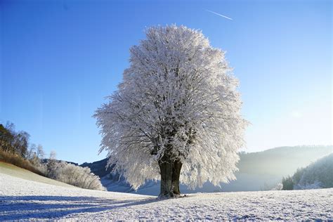Winter wonderland landscape painted by watercolor vector. Snowy Tree (Winter) 8K UHD Wallpaper