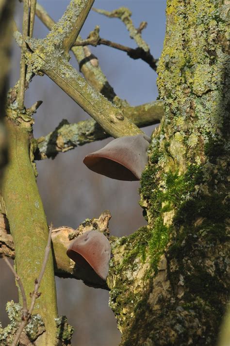 Finding lawn fungus on your grass can be frustrating. 2014 02 01 jelly fungus on trees | Rochester2007 | Flickr