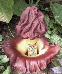 Amorphophallus paeoniifolius* - Samen A-Z, Samen A