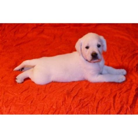 Born healthy and without complication. Winter Valley Labs, Labrador Retriever Breeder in Hatley ...