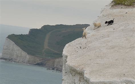 Watch the video explanation about therapy advice : Dog chases sheep over a cliff to its death - Telegraph