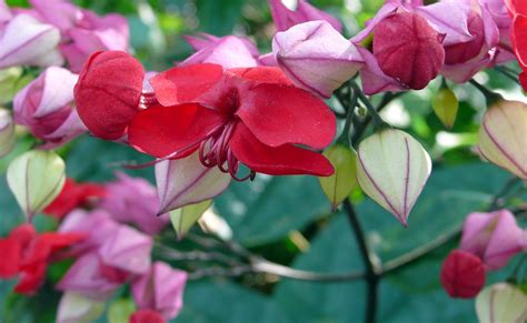 Maybe you would like to learn more about one of these? African bleeding heart vine | I hearted the great colors ...