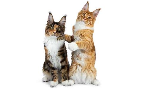 Some can be downright aggressive. Bonded Cats - How To Tell If Two Cats Are Bonded? | ZooAwesome