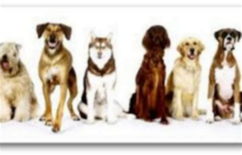 This is the official list of all american kennel club dog breeds. Dog Breeds - Dogs | Pearltrees