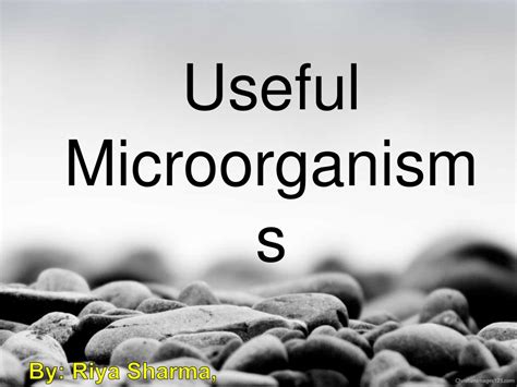 Useful microorganisms
